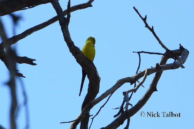 Regent Parrot - ML201730071