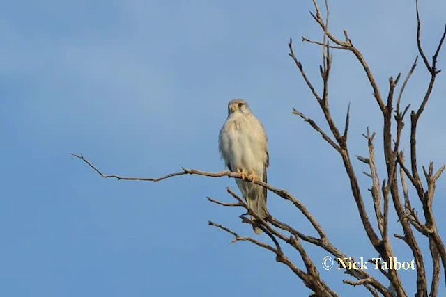 Nankeen Kestrel - ML201730081