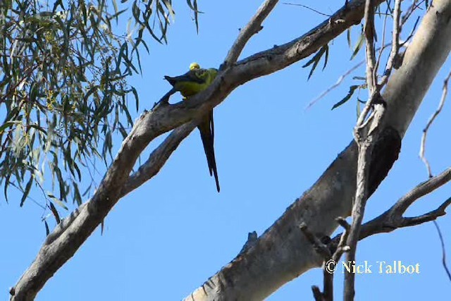 Regent Parrot - ML201730091