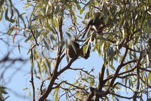 Apostlebird - ML201730111