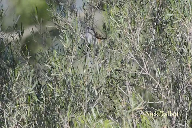 Chestnut-rumped Thornbill - ML201730121