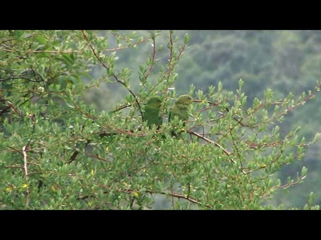 Mountain Parakeet - ML201730141