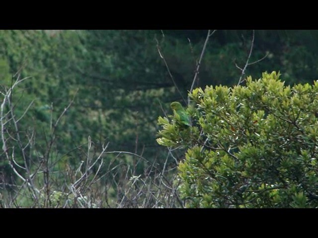 Mountain Parakeet - ML201730151