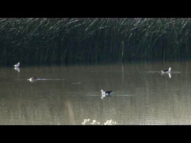 Andean Avocet - ML201730171