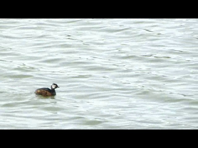 White-tufted Grebe - ML201730181