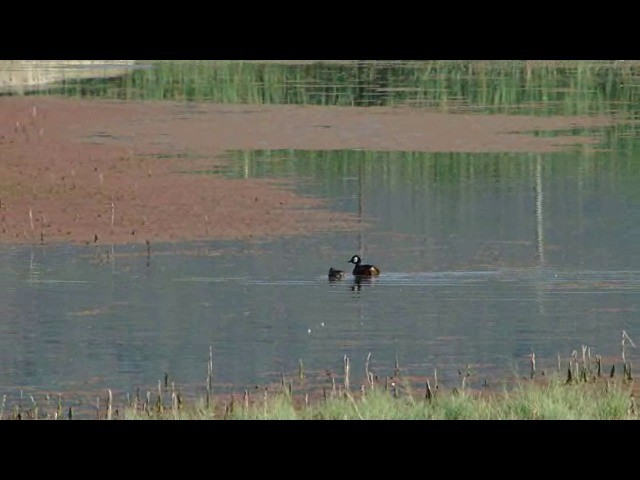 White-tufted Grebe - ML201730191