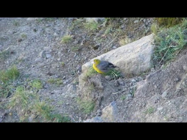 Bright-rumped Yellow-Finch - ML201730211