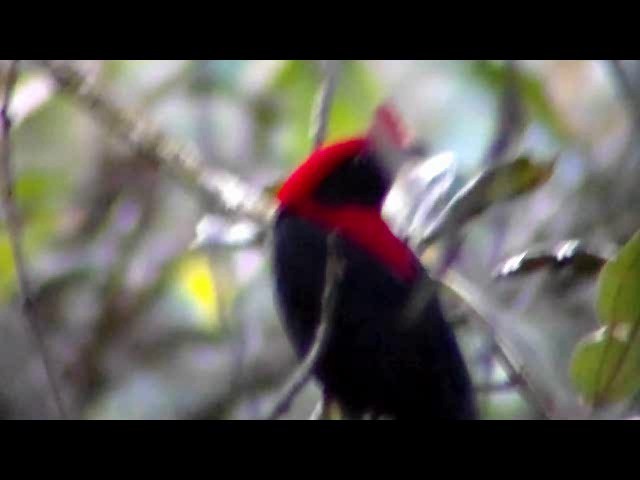 Helmeted Manakin - ML201730231