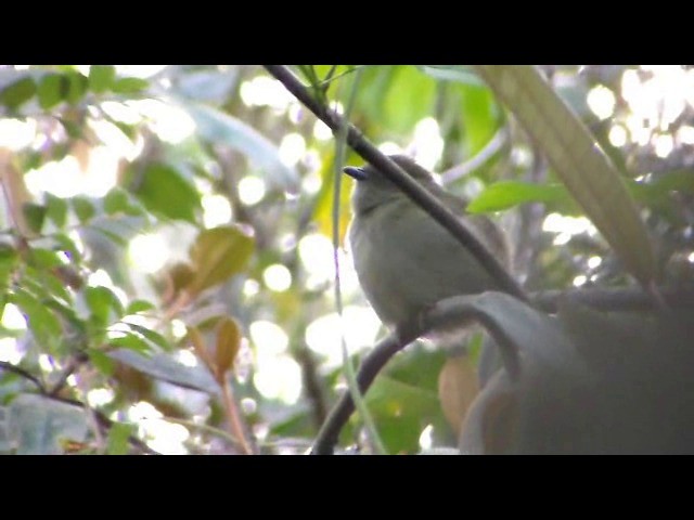 White-bearded Manakin - ML201730251