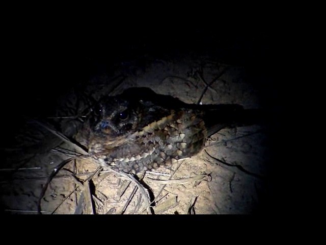 Scissor-tailed Nightjar - ML201730301