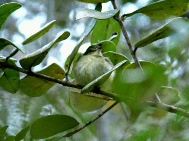 Restinga Tyrannulet - ML201730321