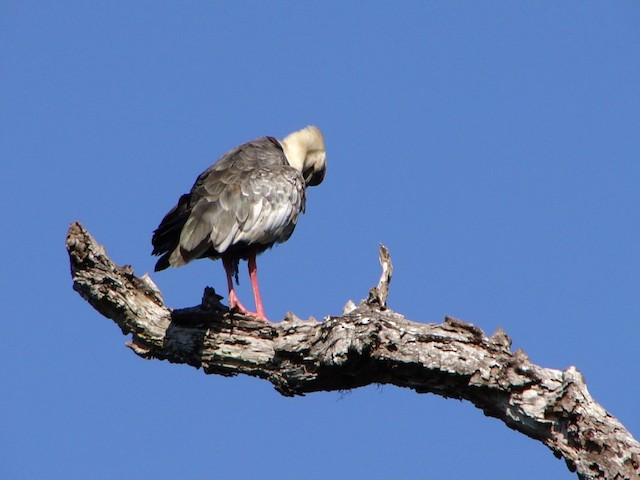 ibis bělokřídlý - ML201730331