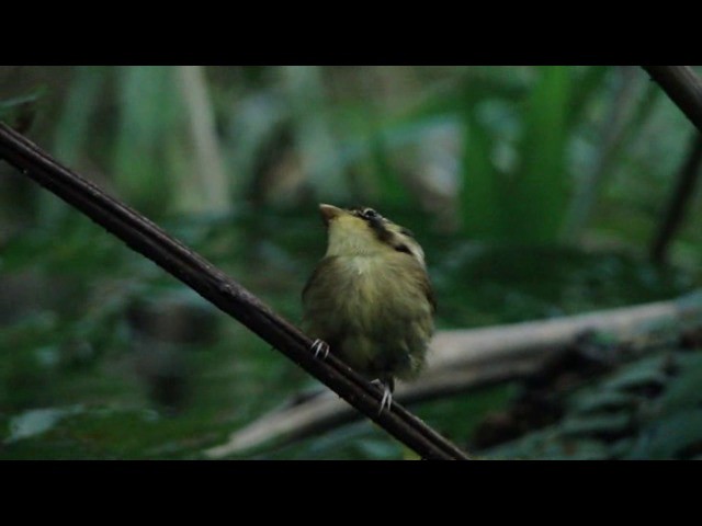 White-throated Spadebill (Eastern) - ML201730451