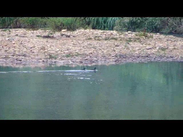 Brazilian Merganser - ML201730491