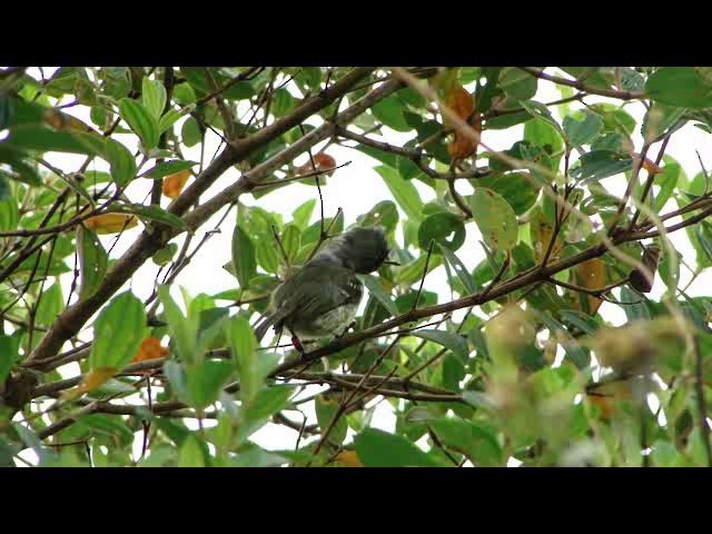 Restinga Tyrannulet - ML201730521