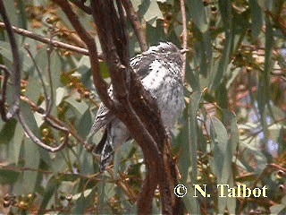 Pallid Cuckoo - ML201730551