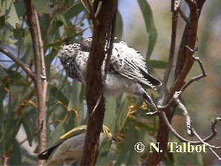 Pallid Cuckoo - ML201730561