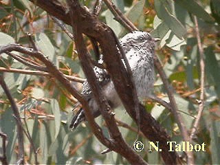 Pallid Cuckoo - ML201730571