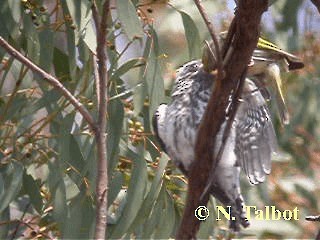 Pallid Cuckoo - ML201730581