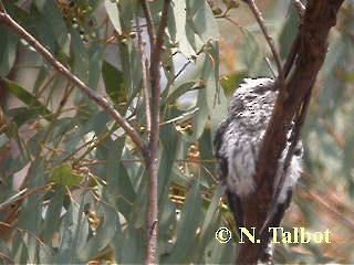 Pallid Cuckoo - ML201730591