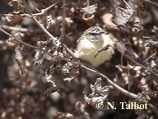 Yellow-rumped Thornbill - ML201730641