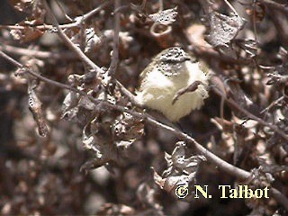 Шиподзьоб жовтогузий - ML201730641