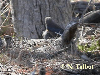 Dusky Woodswallow - ML201730671