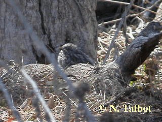 ウスズミモリツバメ - ML201730681