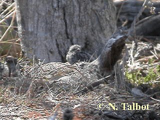 Dusky Woodswallow - ML201730691