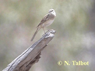 Rufous Songlark - ML201730731