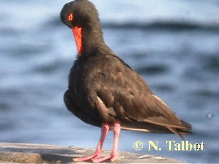Sooty Oystercatcher - ML201730751
