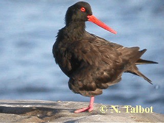 Sooty Oystercatcher - ML201730761