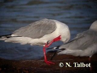 紐澳紅嘴鷗(novaehollandiae/forsteri) - ML201730771