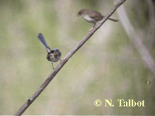 Superb Fairywren - ML201730821