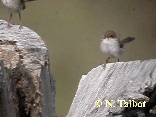 Superb Fairywren - ML201730831