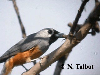 Black-faced Monarch - ML201730841