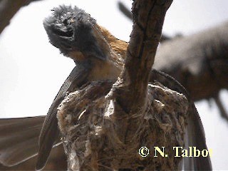 Monarque rougegorge - ML201730861