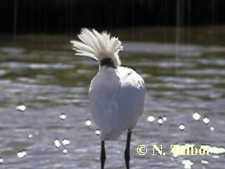 Royal Spoonbill - ML201730871