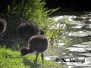 Australasian Swamphen - ML201730881