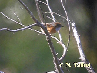 Güneyli Emubülbülü - ML201730891