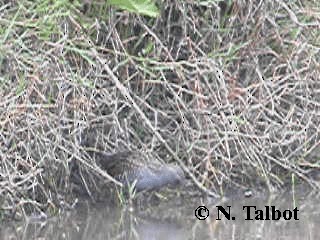 Australian Crake - ML201730921