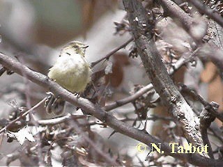 Weebill - ML201730951