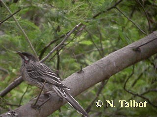 Rotlappen-Honigfresser - ML201731051