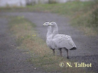 Cape Barren Goose - ML201731061