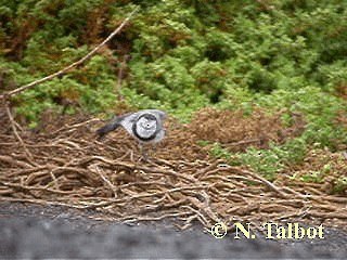 White-fronted Chat - ML201731071