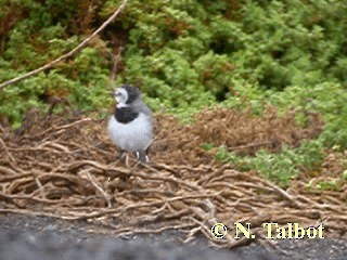 White-fronted Chat - ML201731081