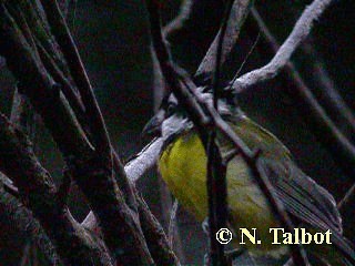 Eastern Shrike-tit - ML201731091