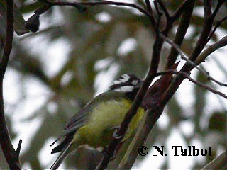 Eastern Shrike-tit - ML201731101