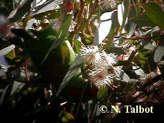 Musk Lorikeet - ML201731111