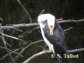 Little Pied Cormorant - ML201731161